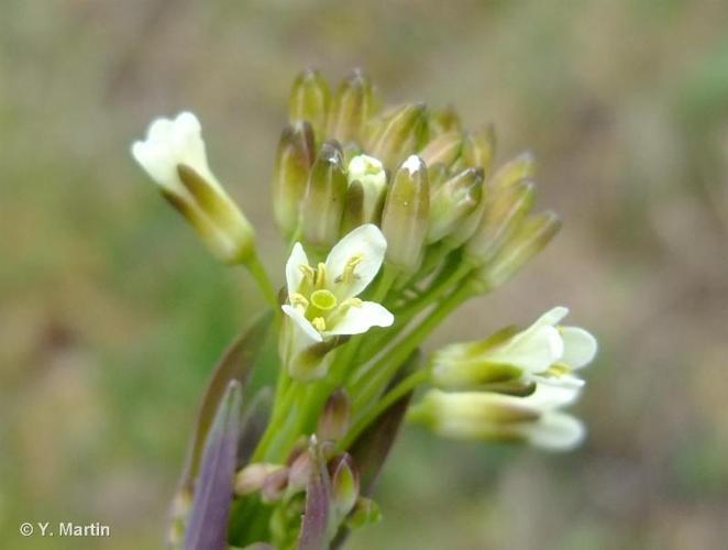 <i>Turritis glabra</i> L., 1753 © 