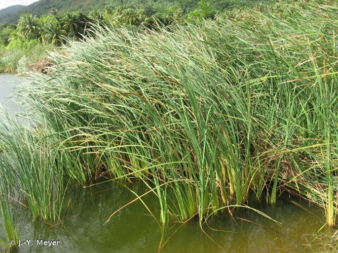 <i>Typha domingensis</i> (Pers.) Steud., 1821 © J.-Y. Meyer