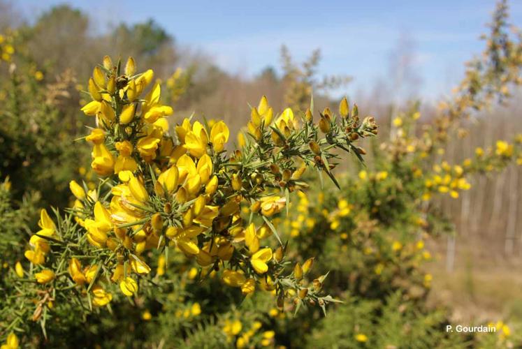 <i>Ulex europaeus</i> L., 1753 © P. Gourdain