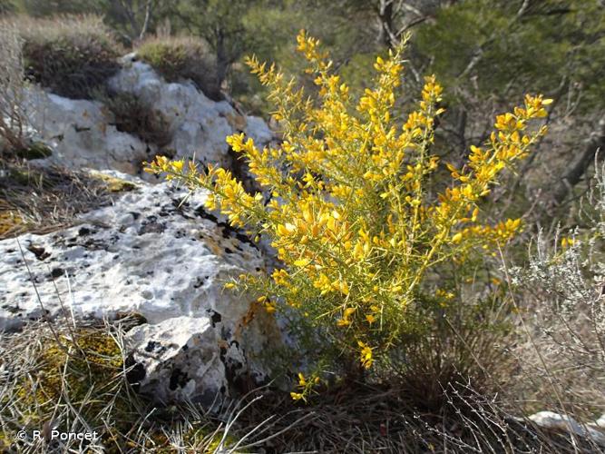 <i>Ulex parviflorus</i> Pourr., 1788 © R. Poncet