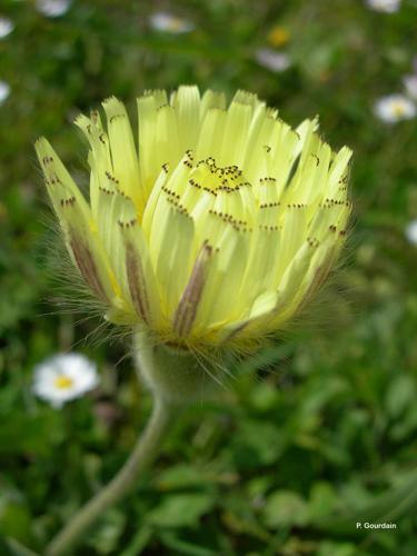 <i>Urospermum dalechampii</i> (L.) Scop. ex F.W.Schmidt, 1795 © P. Gourdain