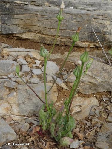 <i>Urospermum picroides</i> (L.) Scop. ex F.W.Schmidt, 1795 © P. Rouveyrol