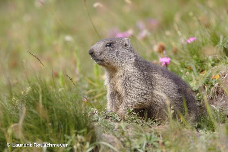 <i>Marmota marmota marmota</i> (Linnaeus, 1758) © Laurent Rouschmeyer