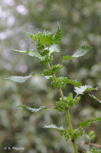 <i>Urtica urens</i> L., 1753 © S. Filoche