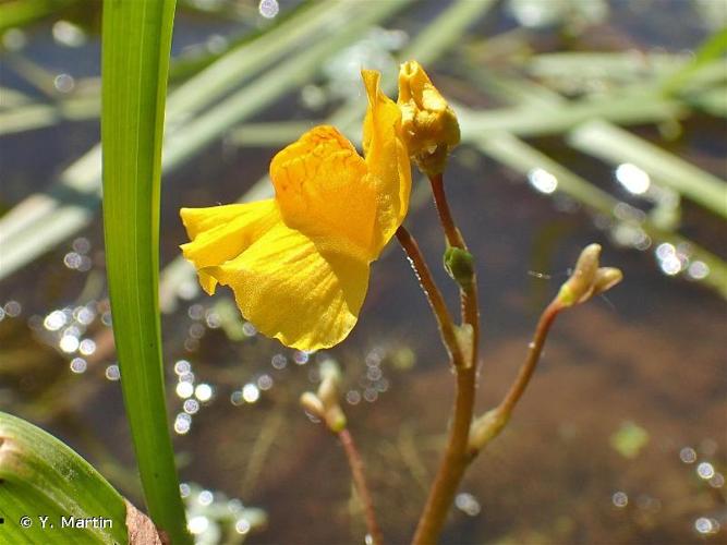 <i>Utricularia neglecta</i> Lehm., 1828 © Y. Martin