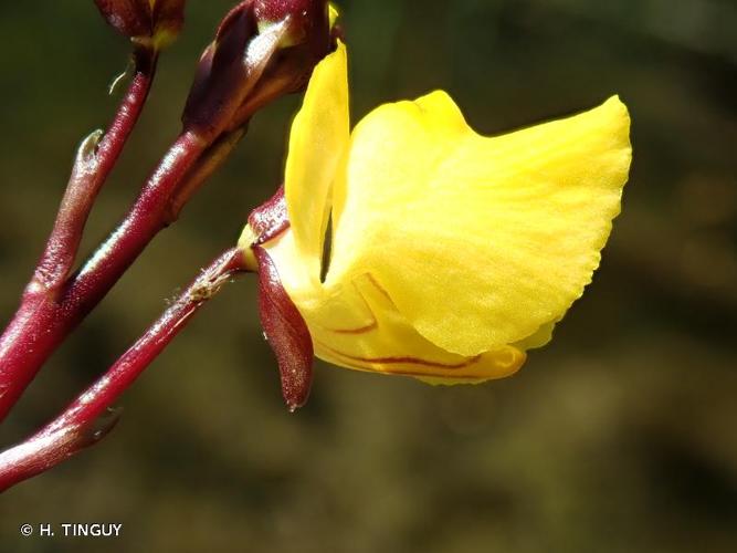 <i>Utricularia vulgaris</i> L., 1753 © H. TINGUY