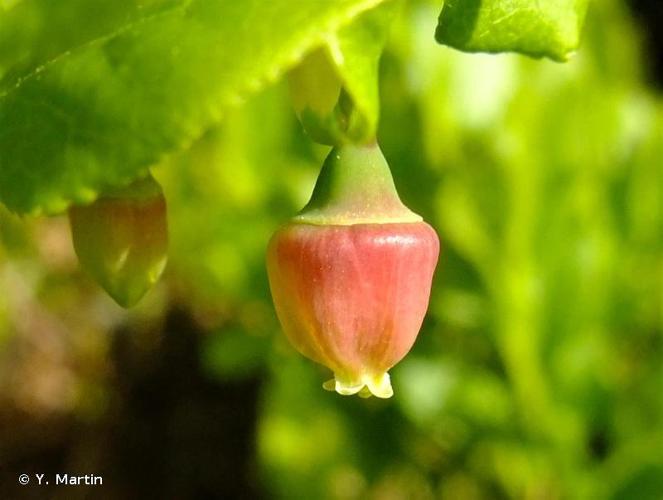 <i>Vaccinium myrtillus</i> L., 1753 © Y. Martin