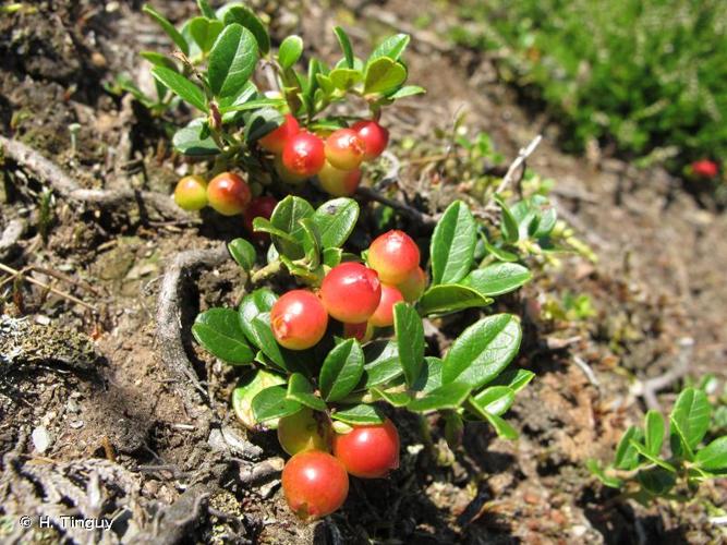 <i>Vaccinium vitis-idaea</i> L., 1753 © H. Tinguy