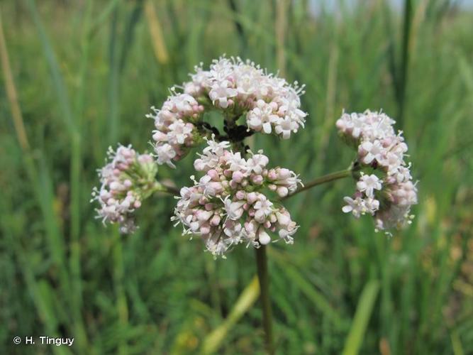 <i>Valeriana pratensis</i> Dierb., 1825 © H. Tinguy