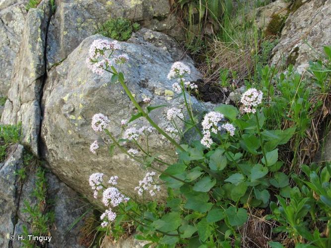 <i>Valeriana rotundifolia</i> Vill., 1787 © H. Tinguy