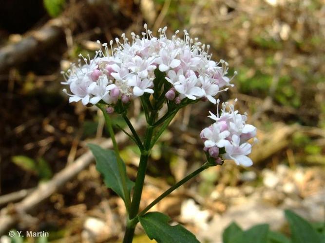 <i>Valeriana tripteris</i> L., 1753 © 