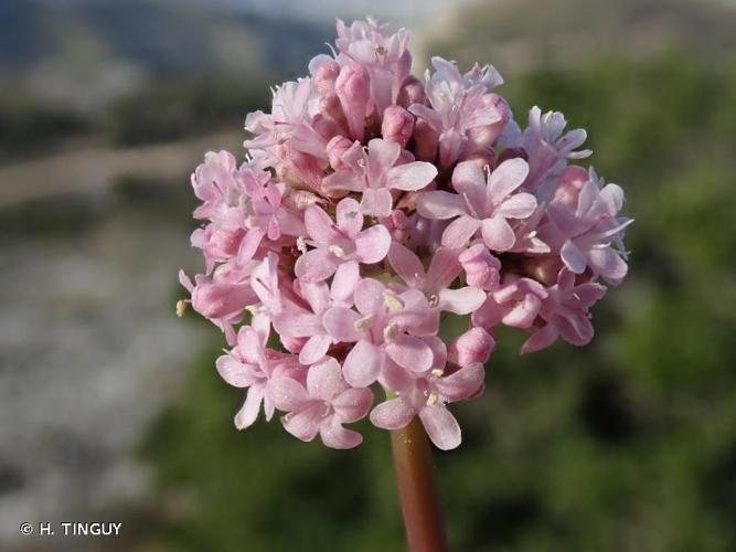 <i>Valeriana tuberosa</i> L., 1753 © H. TINGUY