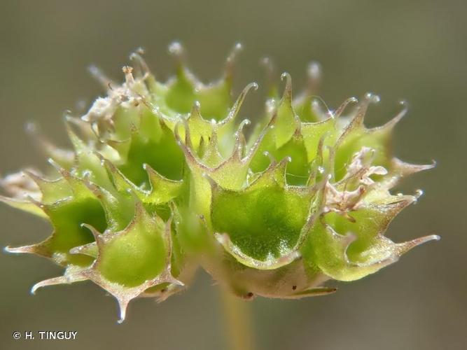 <i>Valerianella coronata</i> (L.) DC., 1805 © H. TINGUY