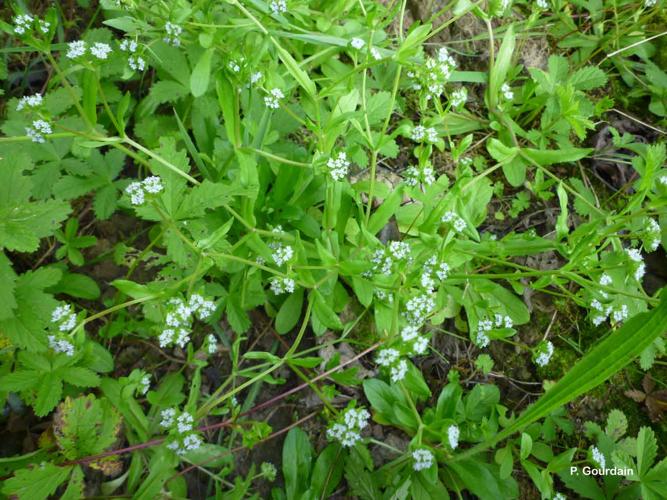 <i>Valerianella locusta</i> (L.) Laterr., 1821 © P. Gourdain