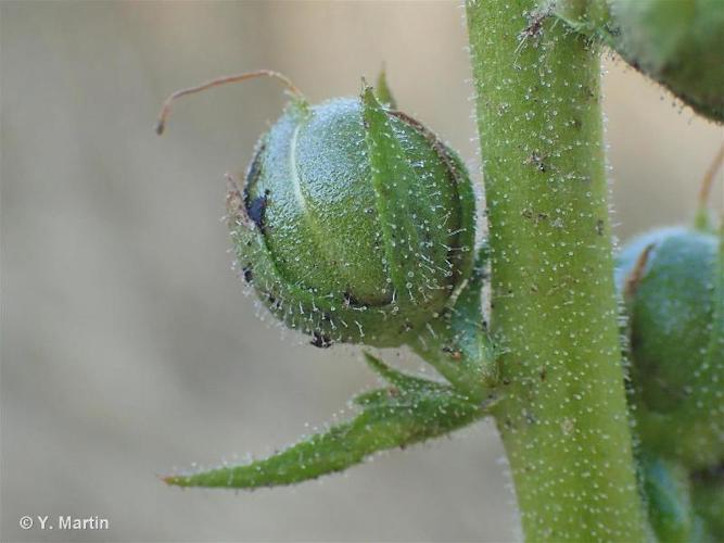 <i>Verbascum blattaria</i> L., 1753 © 