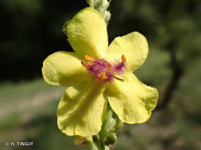 <i>Verbascum chaixii</i> Vill., 1779 © H. TINGUY