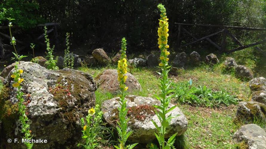 <i>Verbascum creticum</i> (L.) Kuntze, 1891 © F. Michalke