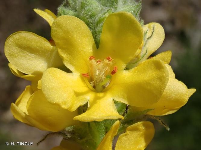 <i>Verbascum thapsus</i> L., 1753 © H. TINGUY