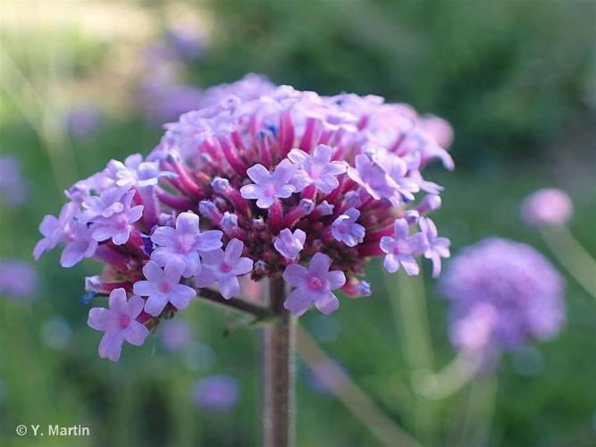 <i>Verbena bonariensis</i> L., 1753 © 