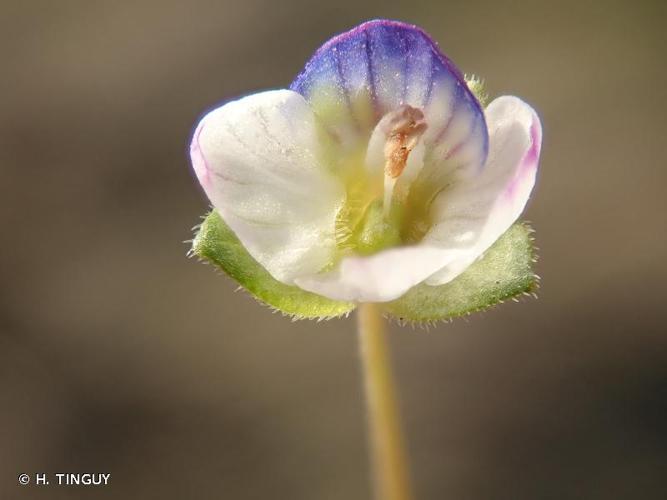 <i>Veronica agrestis</i> L., 1753 © H. TINGUY