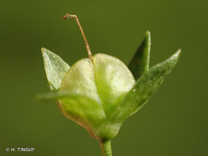 <i>Veronica anagallis-aquatica</i> L., 1753 © H. TINGUY