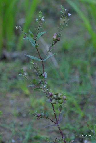 <i>Veronica anagalloides</i> Guss., 1826 © P. Gourdain