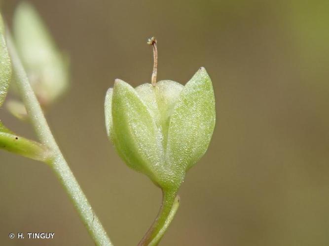 <i>Veronica catenata</i> Pennell, 1921 © H. TINGUY