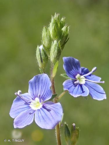 <i>Veronica chamaedrys</i> L., 1753 © H. TINGUY