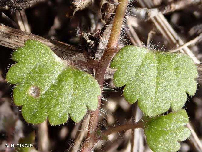 <i>Veronica cymbalaria</i> Bodard, 1798 © H. TINGUY