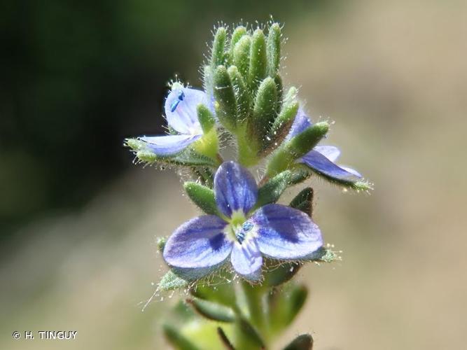 <i>Veronica dillenii</i> Crantz, 1769 © H. TINGUY