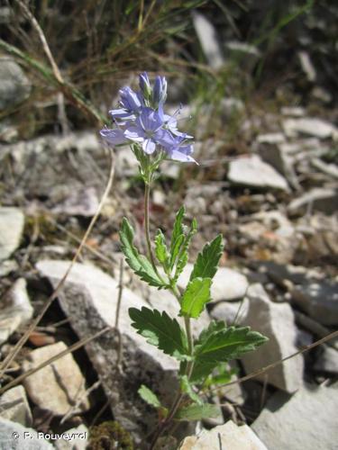 <i>Veronica orsiniana</i> Ten., 1826 © P. Rouveyrol