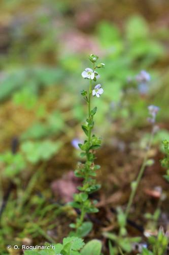 <i>Veronica serpyllifolia</i> L., 1753 © O. Roquinarc'h