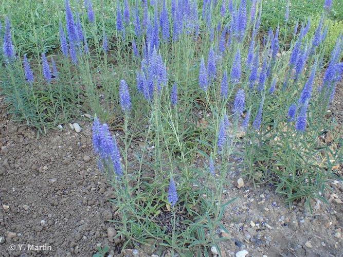 <i>Veronica spicata</i> L., 1753 © 