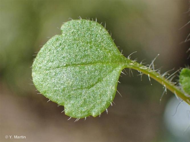 <i>Veronica sublobata</i> M.A.Fisch., 1967 © 