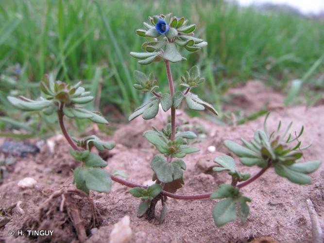 <i>Veronica triphyllos</i> L., 1753 © H. TINGUY