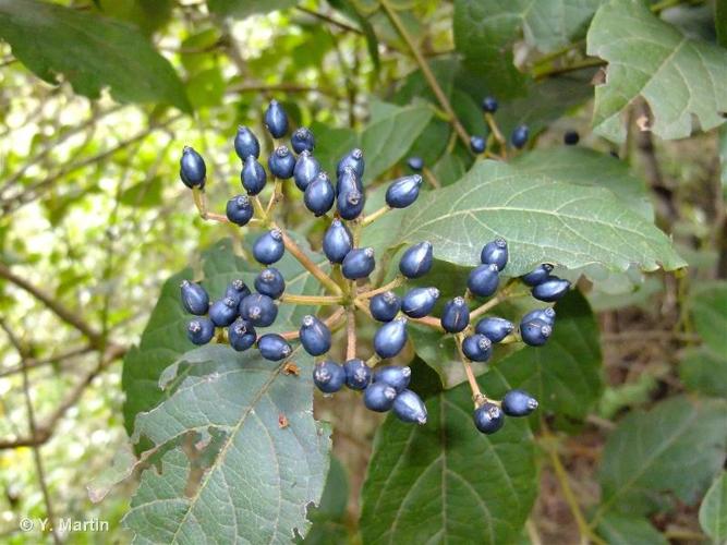 <i>Viburnum tinus</i> L., 1753 © 