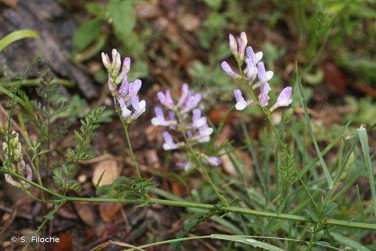 <i>Vicia altissima</i> Desf., 1799 © S. Filoche