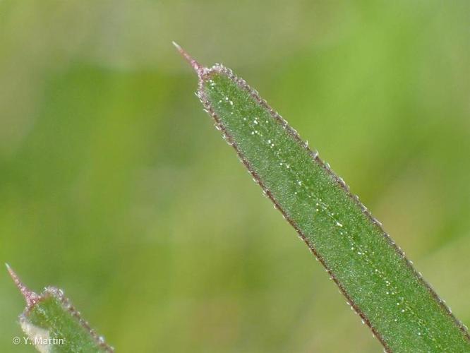 <i>Vicia angustifolia</i> L., 1759 © 