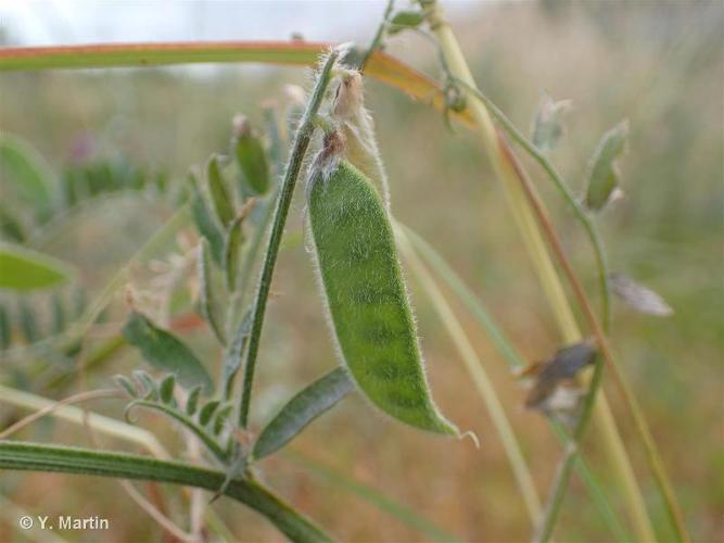 <i>Vicia benghalensis</i> L., 1753 © 