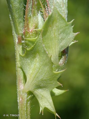 <i>Vicia bithynica</i> (L.) L., 1759 © H. TINGUY