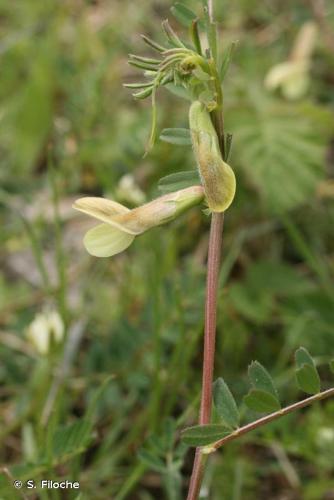 <i>Vicia hybrida</i> L., 1753 © S. Filoche