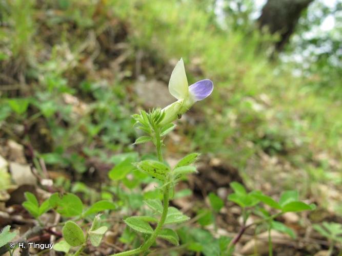 <i>Vicia laeta</i> Ces., 1838 © H. Tinguy