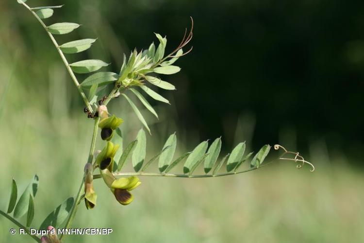 <i>Vicia melanops</i> Sibth. & Sm., 1813 © R. Dupré MNHN/CBNBP