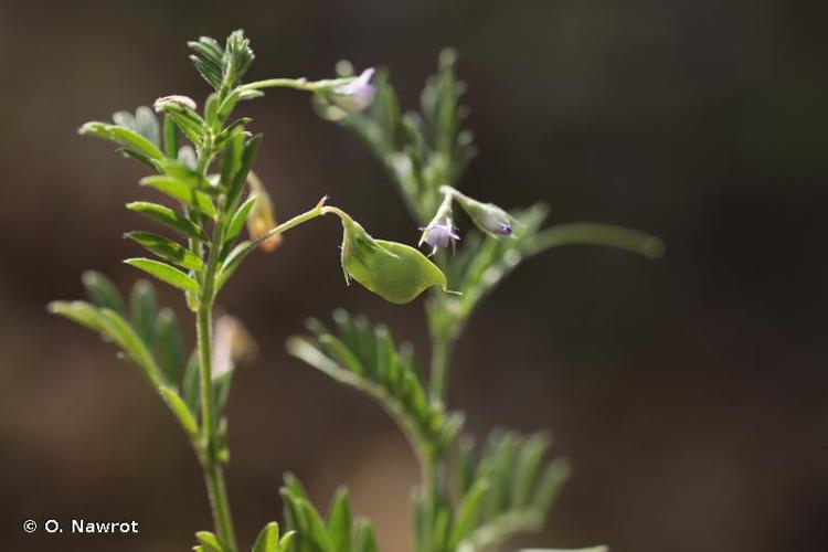 <i>Vicia nigricans</i> (M.Bieb.) Coss. & Germ., 1861 © O. Nawrot