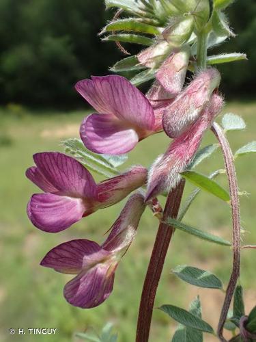 <i>Vicia pannonica</i> Crantz, 1769 © H. TINGUY