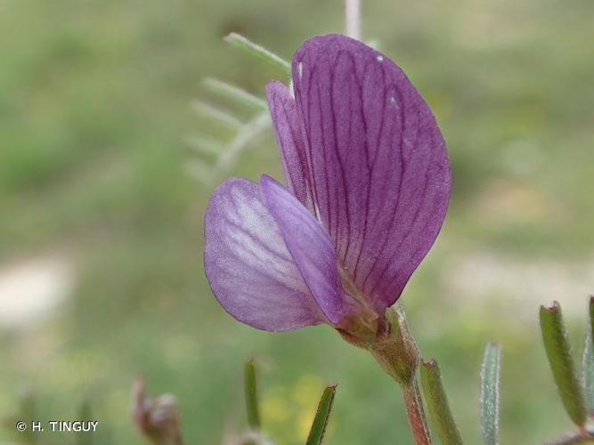<i>Vicia peregrina</i> L., 1753 © H. TINGUY