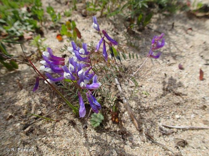 <i>Vicia pseudocracca</i> Bertol., 1810 © R. Poncet