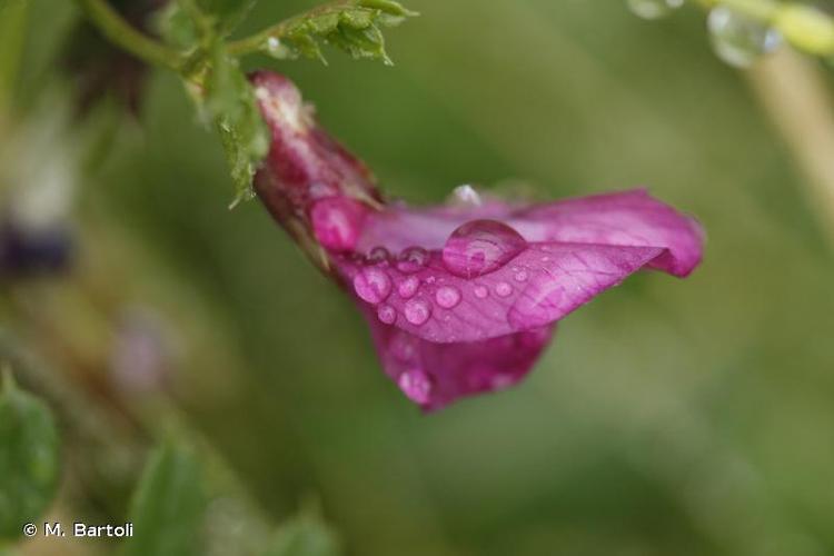 <i>Vicia pyrenaica</i> Pourr., 1788 © M. Bartoli