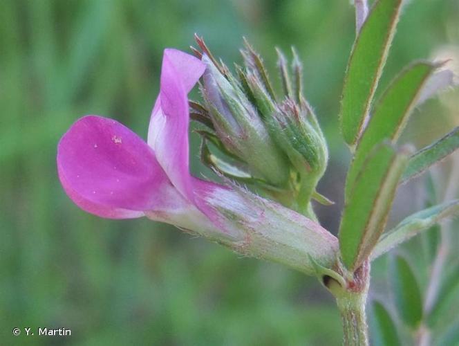 <i>Vicia sativa</i> L., 1753 © Y. Martin