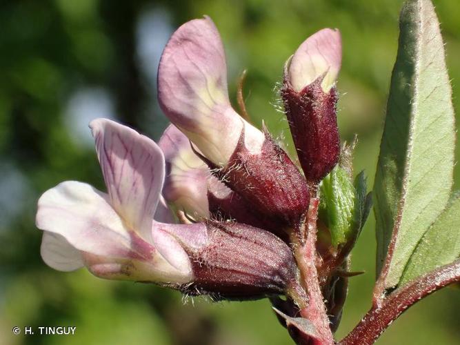 <i>Vicia sepium</i> L., 1753 © H. TINGUY